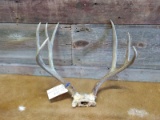 4x5 Mule Deer Rack On Skull Plate