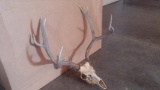 Mule deer skull, 4x5 plus 4