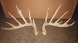 Awesome whitetail sheds 6x6 plus 5 stickers 24