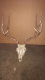 Mule deer skull, beautiful color, dark even 5x5 rack, 20