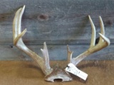 4x4 Whitetail Rack Good Color