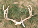 4x4 Mule Deer Rack On Skull Plate With Flyer 31