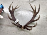 Red Stag Antlers On Skull Plate This Is an Absolute Brute
