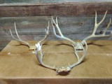 3 Mule Deer Racks On Skull Plate Biggest One Has 26