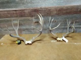 2 Mule Deer Racks On Skull Plate Biggest One Has 23
