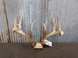 Main Frame 4 x 4 Whitetail Rack On Skull Plate 160 class With