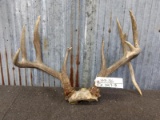 Main Frame 4 x 4 Whitetail Rack On Skull Plate With 8