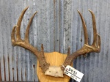 Nice 5x5 Typical Whitetail Rack On Plaque 19 1/2