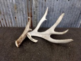 Main Frame 4 Point Whitetail Shed Gross 82