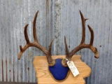 Typical 5x5 Whitetail Rack On Plaque With Flyers Color Added