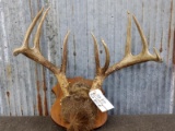 4x5 Whitetail Rack On Plaque With Forked Brow Tine