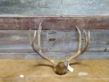 Main Frame 5x5 Mule Deer Rack With Extras