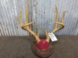 4x4 Whitetail Rack On Plaque Tall Tines