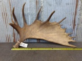 Big Single Moose Shed Great Color Front & Back 21.6 lbs