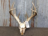 Main Frame 5x5 Whitetail Rack On Skull Lots Of Character