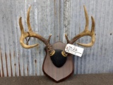 4x4 Whitetail Rack On Plaque With 1943 Hunting Tag