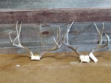 2 Mule Deer Racks On Skull Plate