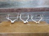 3 Mule Deer Racks On Skull Plate