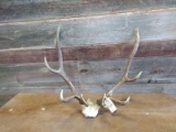 5x5 Elk Rack On Skull Plate