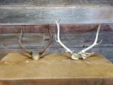 2 Small Elk Racks 9.35lbs