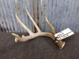 70 Class 5 Point Wild Iowa Whitetail Shed Heavy Beading Good Color