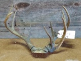 Vintage Freak Whitetail Rack On Skull Plate With Double Main Beam