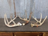Group Of 3 Whitetail Sheds One Canadian