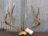 5x5 Mule Deer Rack On Skull Plate Note The Bullet Below Antler