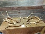 6 Elk Sheds Medium Size Good Brown Antler total Weight 20 lbs