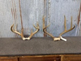 Mule Deer & Whitetail Racks On Skull Plate
