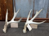 Two 4 Point Whitetail Sheds Left Side Same Deer