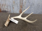 4 Point Whitetail Shed Long Main Beam
