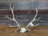 5x5;Elk Rack On Skull Plate