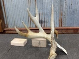 Main Frame 5 Point Whitetail Shed Wild Eastern Iowa Shed