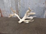 Big Single Whitetail Shed With Forked Drop Tine & Extras Mid 100 class