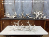 Impressive Collection Of Antlers From The Same Deer