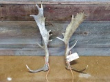  Pair Of Fallow Deer Sheds 3.4 lbs Good Color Nice Palms