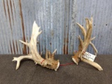 HEAVY Palmated Whitetail Sheds Great Natural Color Big Bases