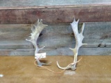 Pair Of Fallow Deer Sheds 3lbs Good Color Nice Palms