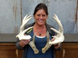 Main Frame 6x5 Whitetail Sheds Good Mass & Color Right 74