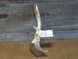 Freak Elk Shed With Drop Tine