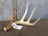 Nice 4 Point Whitetail Shed With Extras Great Color