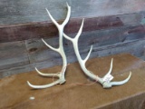 Matched Set Of Elk Sheds 9lbs Total Weight
