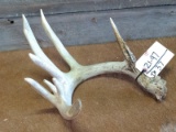 8 Point Whitetail Shed Double Row Tines