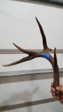 62 7/8 Canadian whitetail shed with flyer
