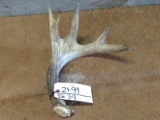 Palmated 5 Point Whitetail Shed With Canadian Look Hole drilled in main beam
