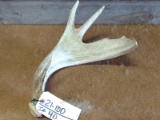 4 Point Whitetail Shed Heavily Palmated Wild