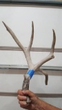 60's Canadian mule deer shed with a 7 3/8 droptine