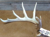 Wild Whitetail Shed With 22 3/8