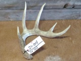 70 Class Typical 5 Point Whitetail Shed